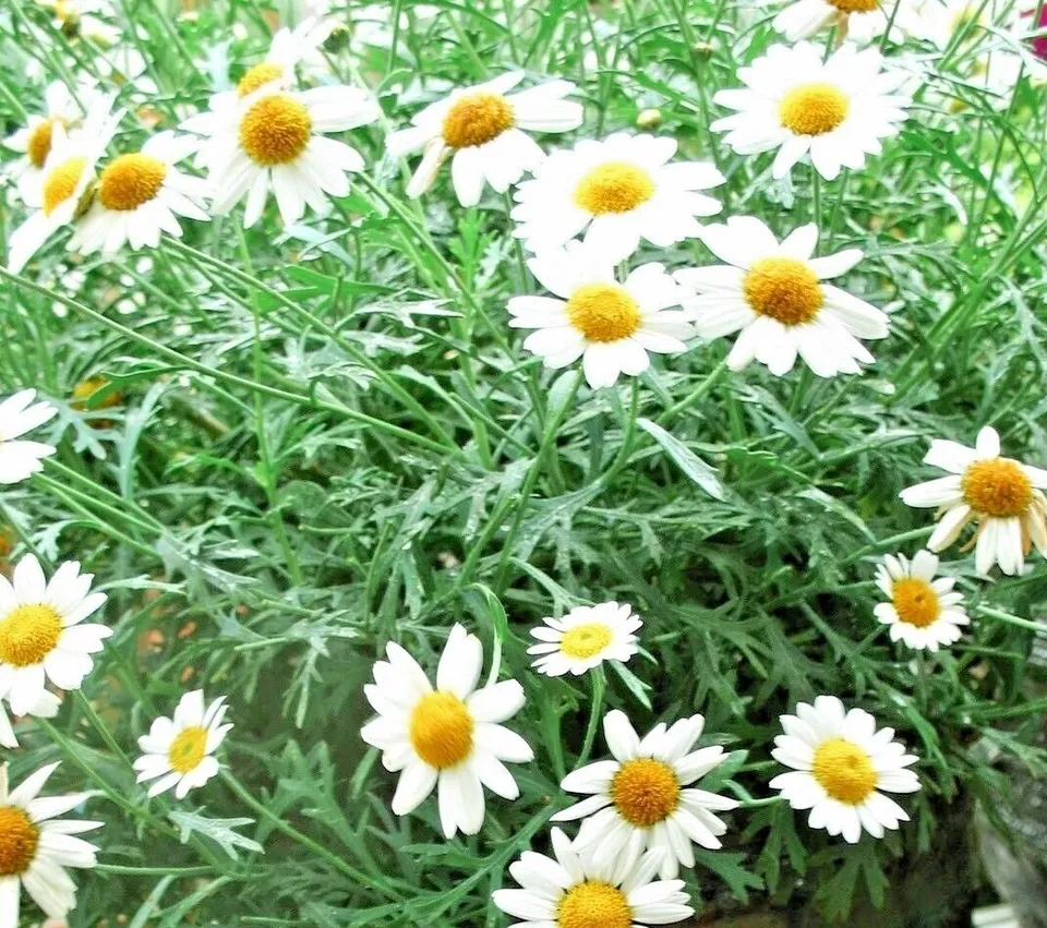 Common German Chamomile 2000 Seeds Tea Chamomile Wild Chamomile Annual USA - £6.22 GBP