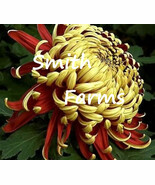 SYR 200 Seeds Red Yellow Fireworks Chrysanthemum Flowers Mums Fast Growing - $13.43