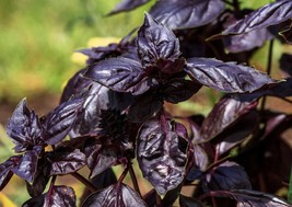 450 Seeds Thai Basil Ocimum basilicum Purple Heirloom NON-GMO Fresh Seeds - $133.72 MXN