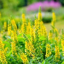 US Seller 15 Church Steeples Agrimonia Eupatoria Aka Agrimony Or Sticklewort Her - £10.66 GBP