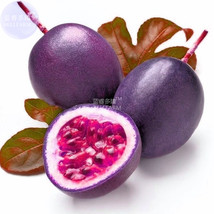 BELLFARM Passion Fruit Passiflora edulis Fruit Seeds, 20 seeds, professional pac - £2.70 GBP