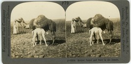 c1900&#39;s Real Photo Keystone Stereoview Mother Camel and Baby in the Desert - £7.46 GBP