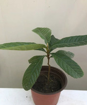 Loquat Tree 8 Inch With Pot Seedling Tropical Ready To Plant USA Seller - $57.98