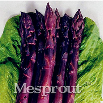 Hot Sale!Four Seasons Purple Asparagus seedsDelicious jardin vegetable s... - $6.00