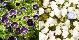 USA Non GMO 200 Seeds Nemophila Black &amp; White Mix (Purple-White) Short Heirloom  - £7.17 GBP