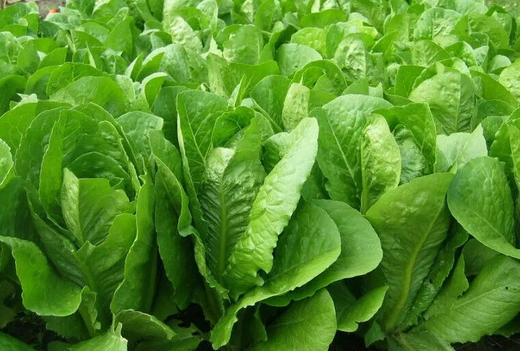 1000 VEGETABLE SEED PARRIS ISLAND COS ROMAINE LETTUCE For Garden - $6.84 CAD