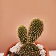 Bunny Ears Cactus in terra cotta planter, 2 inch live plant, Opuntia microdasys image 7