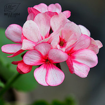 Geranium Whitish Light Pink Single Petals With Rose Red Edge Centre Flowers 10Pc - £5.47 GBP