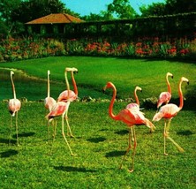 Flamingos at  Parrot Forest Miami Florida FL UNP Vtg Chrome Postcard Unused - £3.09 GBP