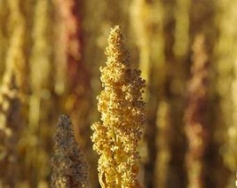 THJAR Quinoa Seeds - Organic, Heirloom, Open Pollinated, Non GMO - Grow ... - $2.97