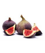 100 Seeds Texas Blue Giant Fig Seeds for Garden Planting  - $8.85