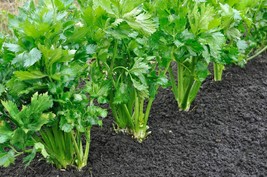 100 Seeds- 52-70 Tall Utah Celery -Tasty Heirloom  -Non GMO - £3.18 GBP