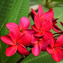 Red Rare Live UnrootedHawaiian Plumeria Plant Cutting 1 Pk 8-12 Inch A5 - $25.99