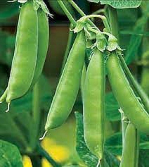SDC Premium Sugar Snap Peas Fresh Organic So Tender And Easy Grow - $14.20