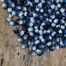 25 Seeds Blue Corn Kathy&#39;s Exotic to Grow Blue Popcorn - £14.93 GBP