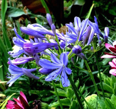 Dwarf Blue Lily of The Nile Flower Seeds Agapanthus &quot;Peter Pan&quot; House Plant - £7.38 GBP