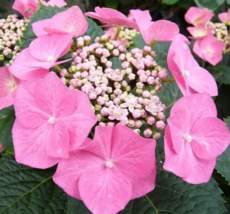 Quart Pot Fasan Hydrangea Shrub/Bush - 8-12&quot; Tall Seedling - Live Plant - $83.90