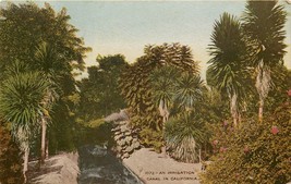 Irrigation Canal California Palms Yuccas Benham Indian DB Postcard CA H004 - £5.58 GBP