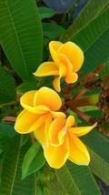 New Fresh Seeds 5 Bright Yellow Plumeria Seeds Flower Flowers Bloom Pere... - $11.98