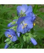 70 Polemonium, Pearl Blue Jacob&#39;s Ladder Seeds Flower Perennial - £14.06 GBP