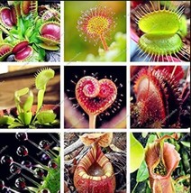 US Seller 200Pcs Multifarious Nepenthes Carnivorous Plant Seed Mixed 9 Types New - £12.52 GBP