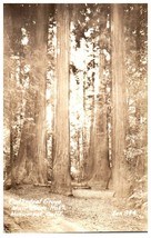Zan-884 Cathedral Grove Muir Woods National Monument California RPPC Postcard - £11.81 GBP