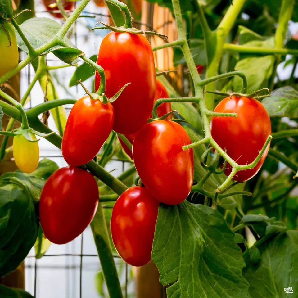 50+ Juliet F1 Tomato Hybrid Heirloom Seeds for Garden - $11.00