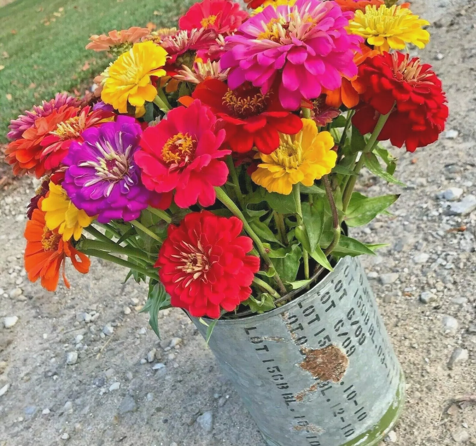 JGBO 301 Giant California Zinnia Mix Seeds Summer Flowering Annual Seeds... - $8.96