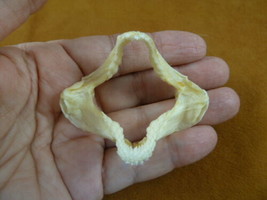 (sj500-11) 2-3/8&quot; Zebra Bullhead SHARK jaw sharks jaws teeth Heterodontu... - £50.00 GBP