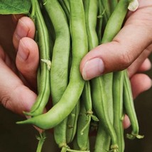 US Seller Burpees Stringless Bean Seeds Green Bean Seeds Vegetable Gardening Fas - £14.79 GBP