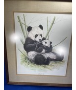 Vintage Guy Coheleach Panda Bear &amp; Cub Framed Lithograph Bamboo Forest W... - £47.81 GBP