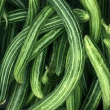 USA Seller Armenian Striped Cucumber Seeds Organic - $4.38