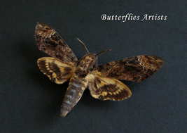 Real Deaths Head Moth Acherontia Lachesis Framed Entomology Shadowbox - £59.76 GBP