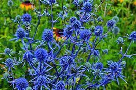 FREE SHIPPING  Blue Star, Sea Holly (Eryngium Planium) 50 seeds - £9.37 GBP