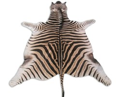 Real Zebra Skin Rug Size 7&#39; X 6&#39; BRAND NEW Burchell&#39;s Hide Zebra Rug 91 - £853.11 GBP