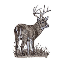 White Tail Buck Printed Vinyl Decal for Car Truck SUV RV - £5.54 GBP+