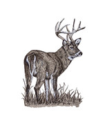 White Tail Buck Printed Vinyl Decal for Car Truck SUV RV - $6.95+