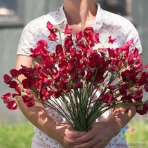 50 Elegance Deep Red Sweet Pea Seeds Planting Gardening USA SELLER - $12.96