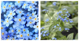 Live Plant Forget Me Not Flowers Blue Color Flowers - £43.06 GBP
