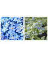 Live Plant FORGET Me NOT Flowers Blue Color Flowers - $75.21 CAD