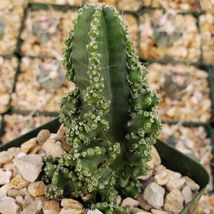 Cactus Acanthocereus tetragonus Fairy Castle cactus Cacti Succulent real - £31.57 GBP