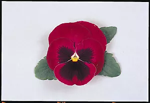 Pansy Majestic Giant II Rose-Blotch 250 seeds - £24.70 GBP