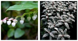 Gaultheria hispida Seeds Snowberry 5pcs Garden Seeds - $30.99