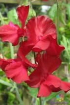 50+ Kenneth Sweet Pea Seeds - $8.48