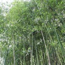 US Seller 50 Giant Japanese Timber Bamboo Seeds Privacy Climbing - £9.13 GBP