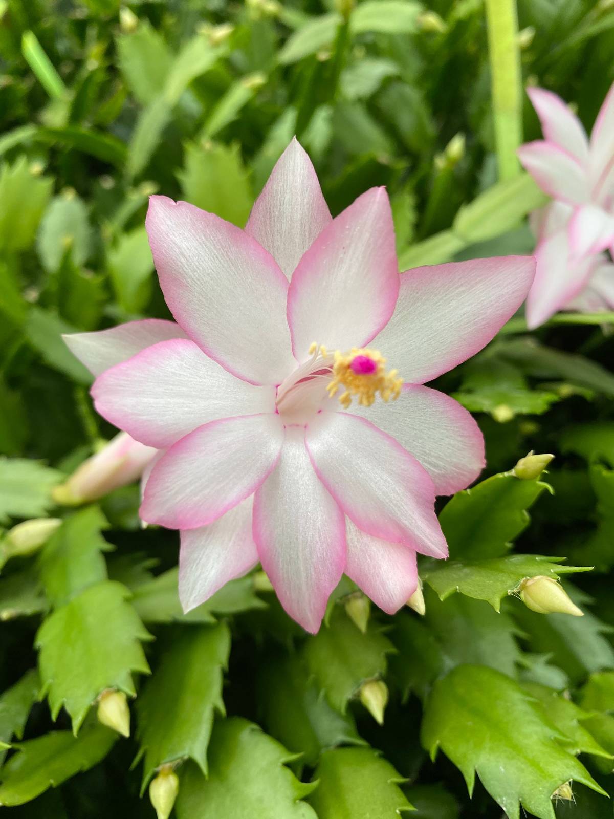 Epric Star~~~Christmas Cactus Well Rooted Starter Plant~~ Schlumbergera ... - $16.99