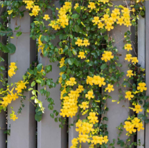 Xo 10 of Dolichandra unguis-cati cat&#39;s claw creeper YELLOW flower climbi... - $13.80