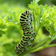 Parsley Seeds Curled Black Swallowtail Butterfly Host Plant Non-Gmo 300 ... - £7.79 GBP
