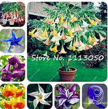 100Seeds Rainbow Brugmansia Datura Bonsai Dwarf Brugmansia Angel Trumpets Bonsai - £8.59 GBP