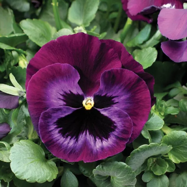 Pansy Seeds Colossus Neon Violet 50 Seeds Drought Tolerant Fresh Garden - $13.50